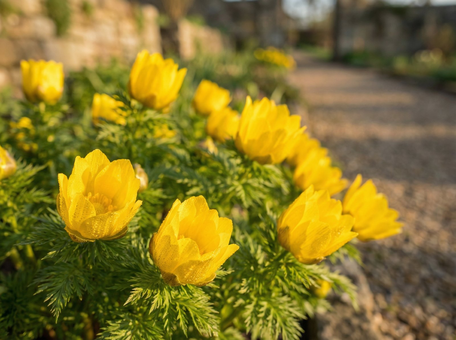 丝瓜视频福寿草植物视频